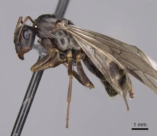 Formica argentea specimen CASENT0923041 image casent0923041_4