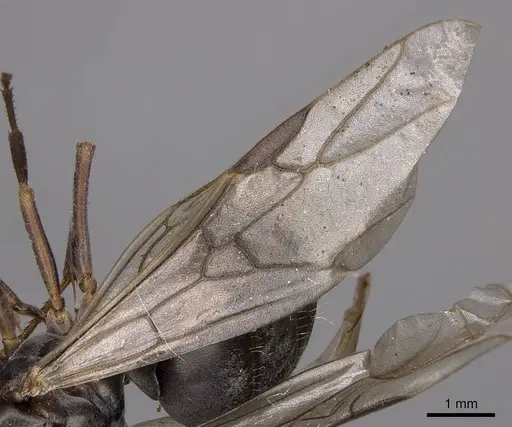 Formica argentea specimen CASENT0923041 image casent0923041_5