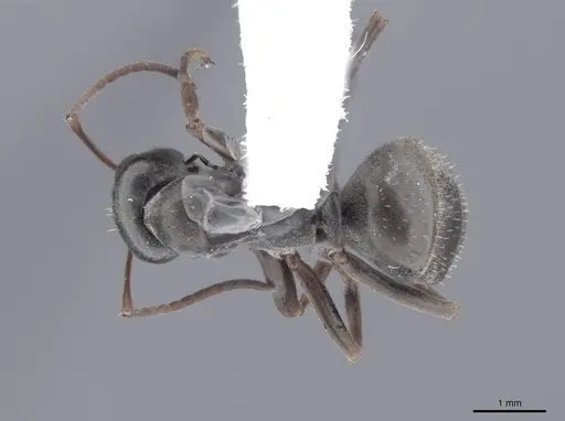Formica argentea specimen FMNHINS0000062555 image fmnhins0000062555_1