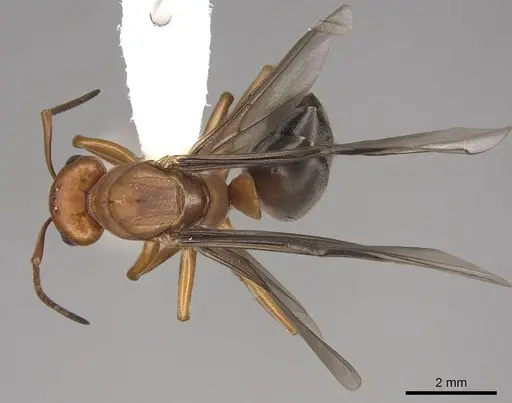 Formica aserva specimen CASENT0843244 image casent0843244_1