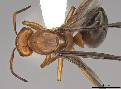 Formica aserva specimen CASENT0843244 image casent0843244_2
