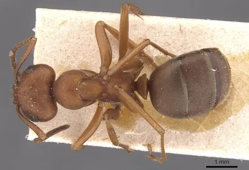 Formica aserva specimen CASENT0905695 image casent0905695_1