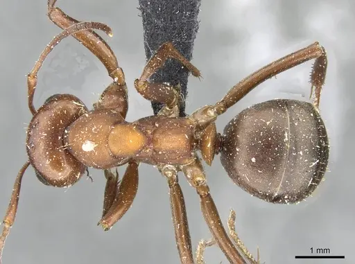 Formica aserva specimen CASENT0911096 image casent0911096_1