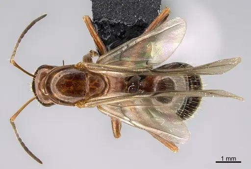 Formica biophilica specimen CASENT0923617 image casent0923617_1