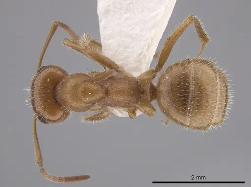 Formica bradleyi specimen CASENT0656137 image casent0656137_1