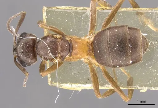 Formica bruni specimen CASENT0907579 image casent0907579_1
