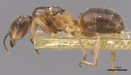 Formica bruni specimen CASENT0907579 image casent0907579_3