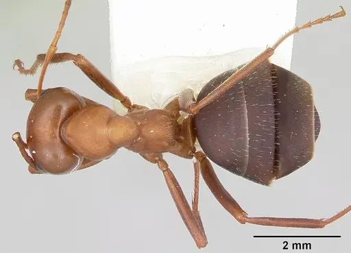 Formica calviceps specimen CASENT0105747 image casent0105747_1