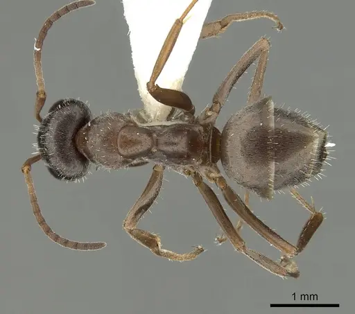 Formica canadensis specimen CASENT0280348 image casent0280348_1
