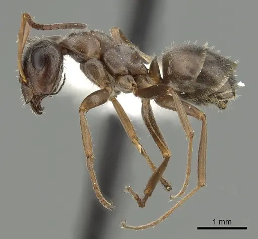 Formica canadensis specimen CASENT0280348 image casent0280348_3