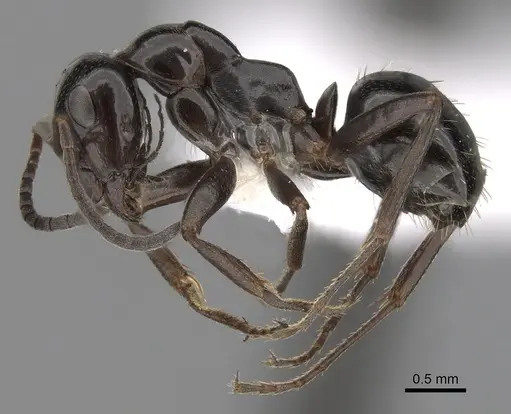 Formica candida specimen CASENT0280379 image casent0280379_3