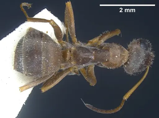 Formica cinerea specimen ANTWEB1041257 image antweb1041257_1