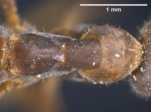 Formica cinerea specimen ANTWEB1041257 image antweb1041257_2