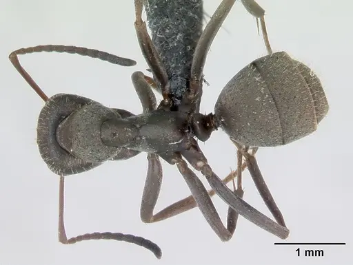 Formica cinerea specimen CASENT0173156 image casent0173156_1