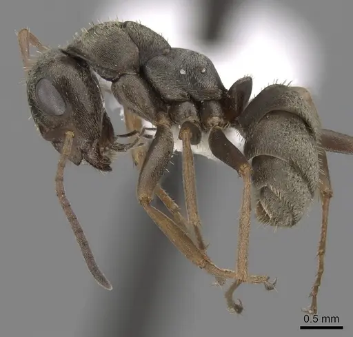 Formica cinerea specimen CASENT0280382 image casent0280382_3