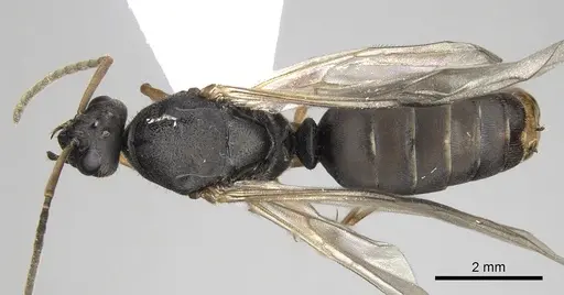 Formica cinerea specimen CASENT0906071 image casent0906071_1