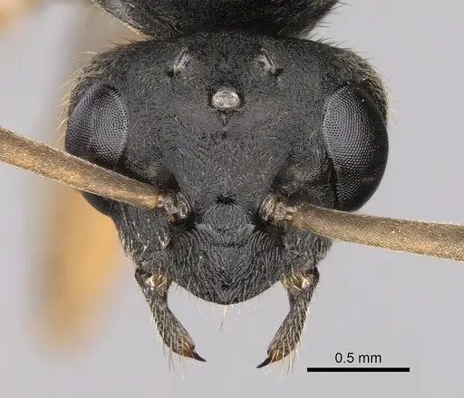 Formica cinerea specimen CASENT0906071 image casent0906071_2