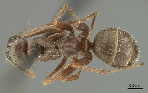 Formica cinerea specimen CASENT0915631 image casent0915631_1