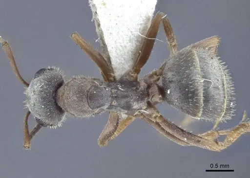 Formica cinerea specimen CASENT0916650 image casent0916650_1