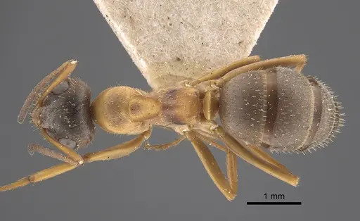 Formica cinerea specimen CASENT0917333 image casent0917333_1