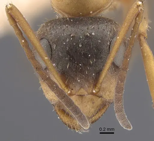 Formica cinerea specimen CASENT0917333 image casent0917333_2