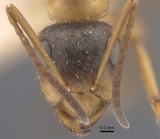 Formica cinerea specimen CASENT0917333 image casent0917333_3