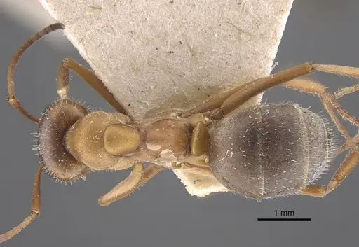 Formica cinerea specimen CASENT0917334 image casent0917334_1