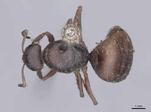 Formica cinerea specimen FMNHINS0000045741 image fmnhins0000045741_1
