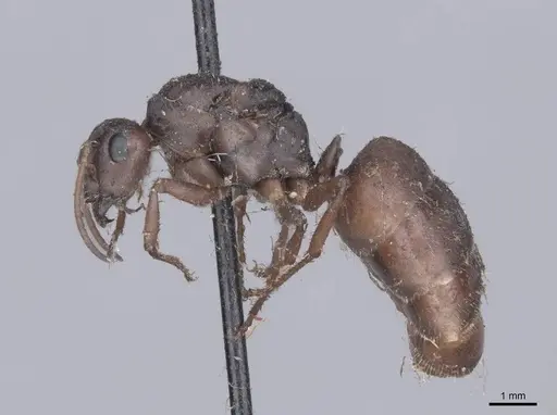 Formica cinerea specimen FMNHINS0000045741 image fmnhins0000045741_3