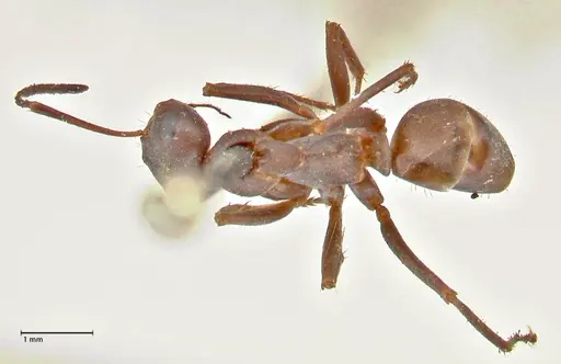 Formica cinerea specimen FOCOL2750 image focol2750_1