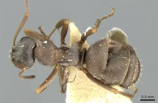 Formica cinereofusca specimen CASENT0906315 image casent0906315_1