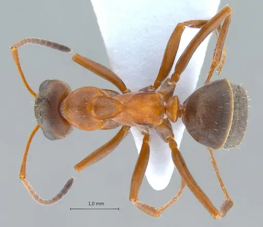 Formica clara specimen ANTWEB1008067 image antweb1008067_1
