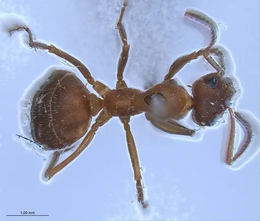Formica clara specimen ANTWEB1008388 image antweb1008388_2