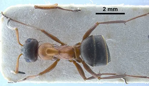 Formica clara specimen ANTWEB1041261 image antweb1041261_1