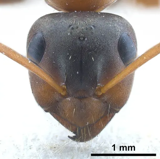 Formica clara specimen ANTWEB1041261 image antweb1041261_3