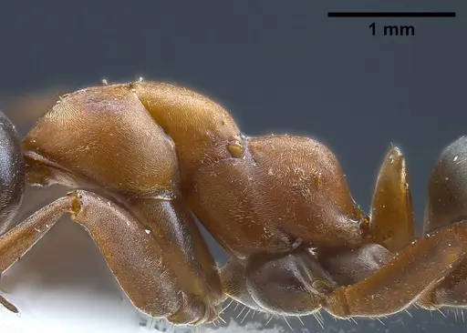 Formica clara specimen ANTWEB1041261 image antweb1041261_6