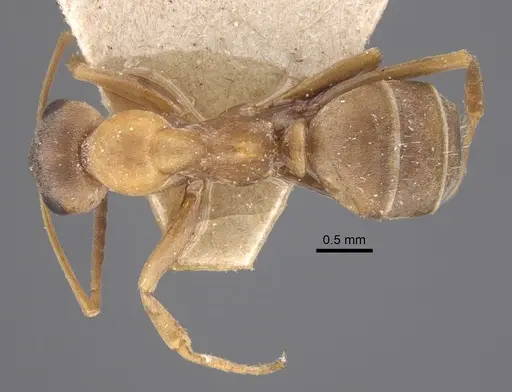Formica clara specimen CASENT0917874 image casent0917874_1
