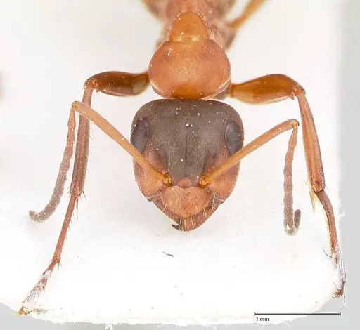 Formica clara specimen FOCOL0761 image focol0761_3