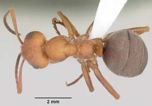 Formica coloradensis specimen CASENT0104875 image casent0104875_1