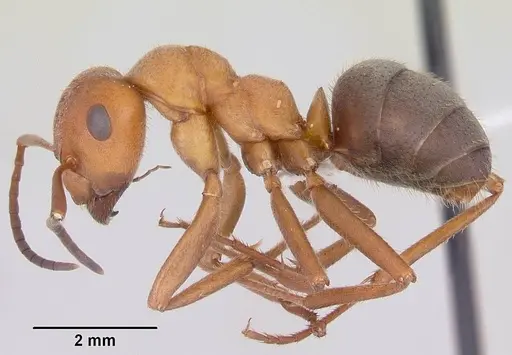 Formica coloradensis specimen CASENT0104875 image casent0104875_3