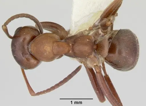 Formica creightoni specimen CASENT0103449 image casent0103449_1