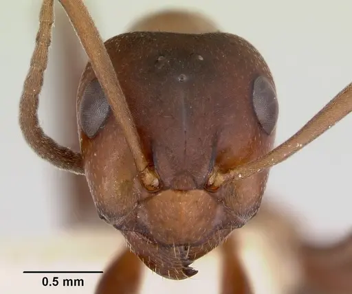 Formica creightoni specimen CASENT0103449 image casent0103449_2
