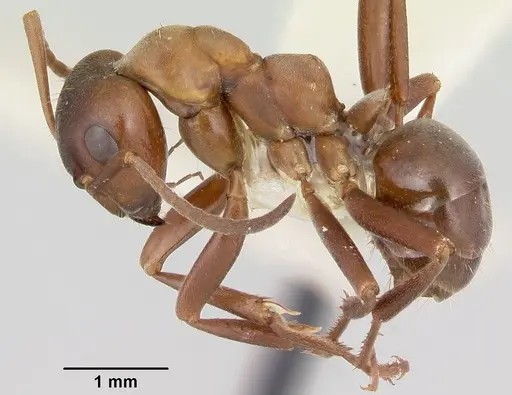 Formica creightoni specimen CASENT0103449 image casent0103449_3