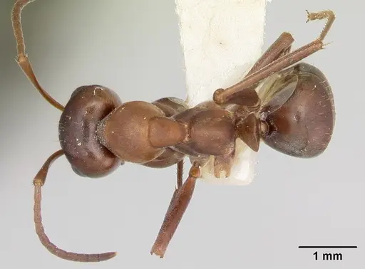 Formica creightoni specimen CASENT0103450 image casent0103450_1