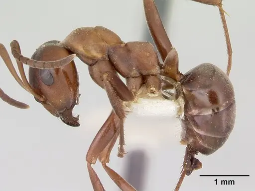 Formica creightoni specimen CASENT0103450 image casent0103450_3