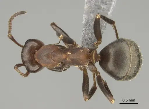 Formica creightoni specimen CASENT0923371 image casent0923371_1