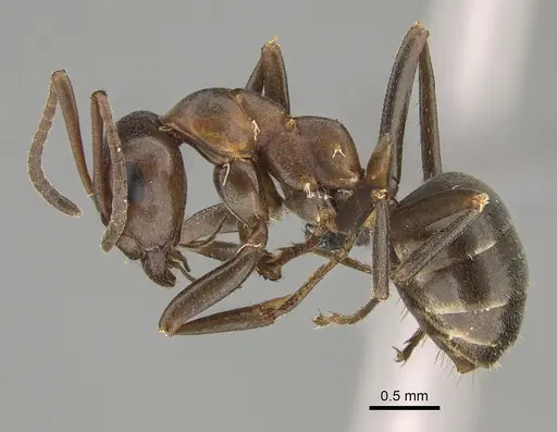 Formica creightoni specimen CASENT0923371 image casent0923371_3
