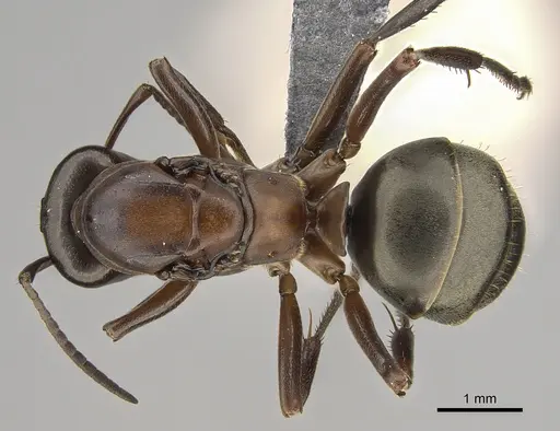 Formica creightoni specimen CASENT0923372 image casent0923372_1