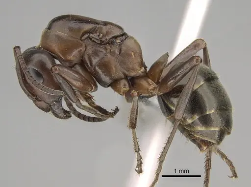 Formica creightoni specimen CASENT0923372 image casent0923372_3