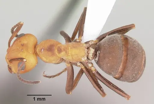 Formica criniventris specimen CASENT0104874 image casent0104874_1
